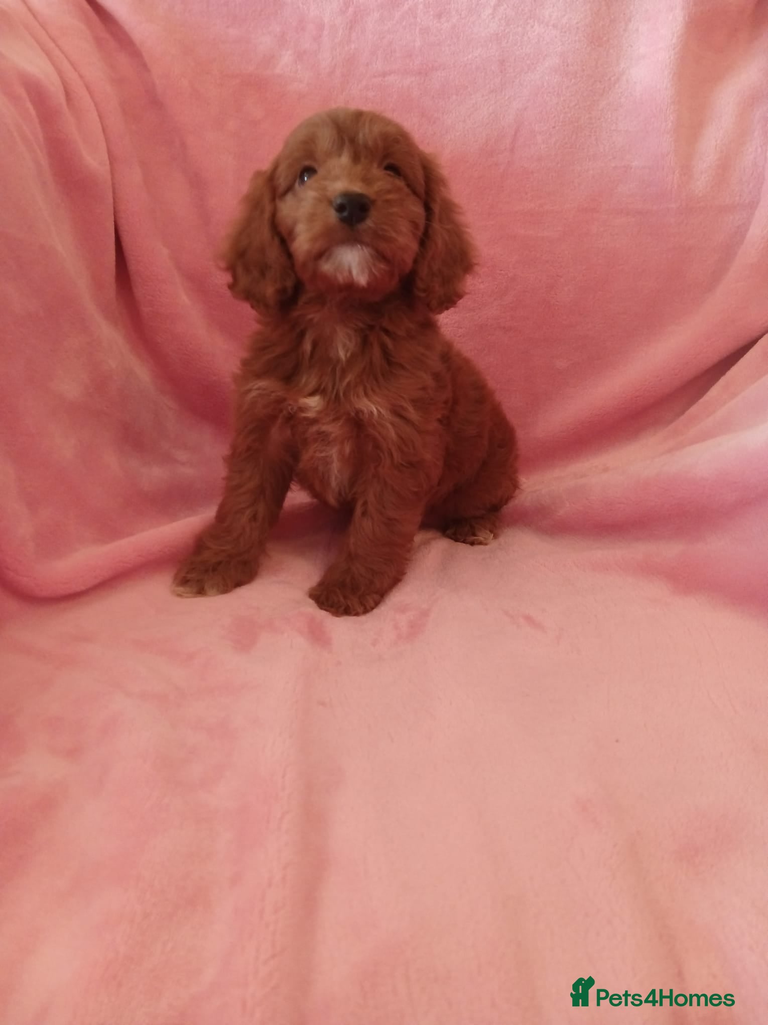 Cockapoo dogs Cockapoo  - Advert 1