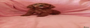 Cockapoo 1