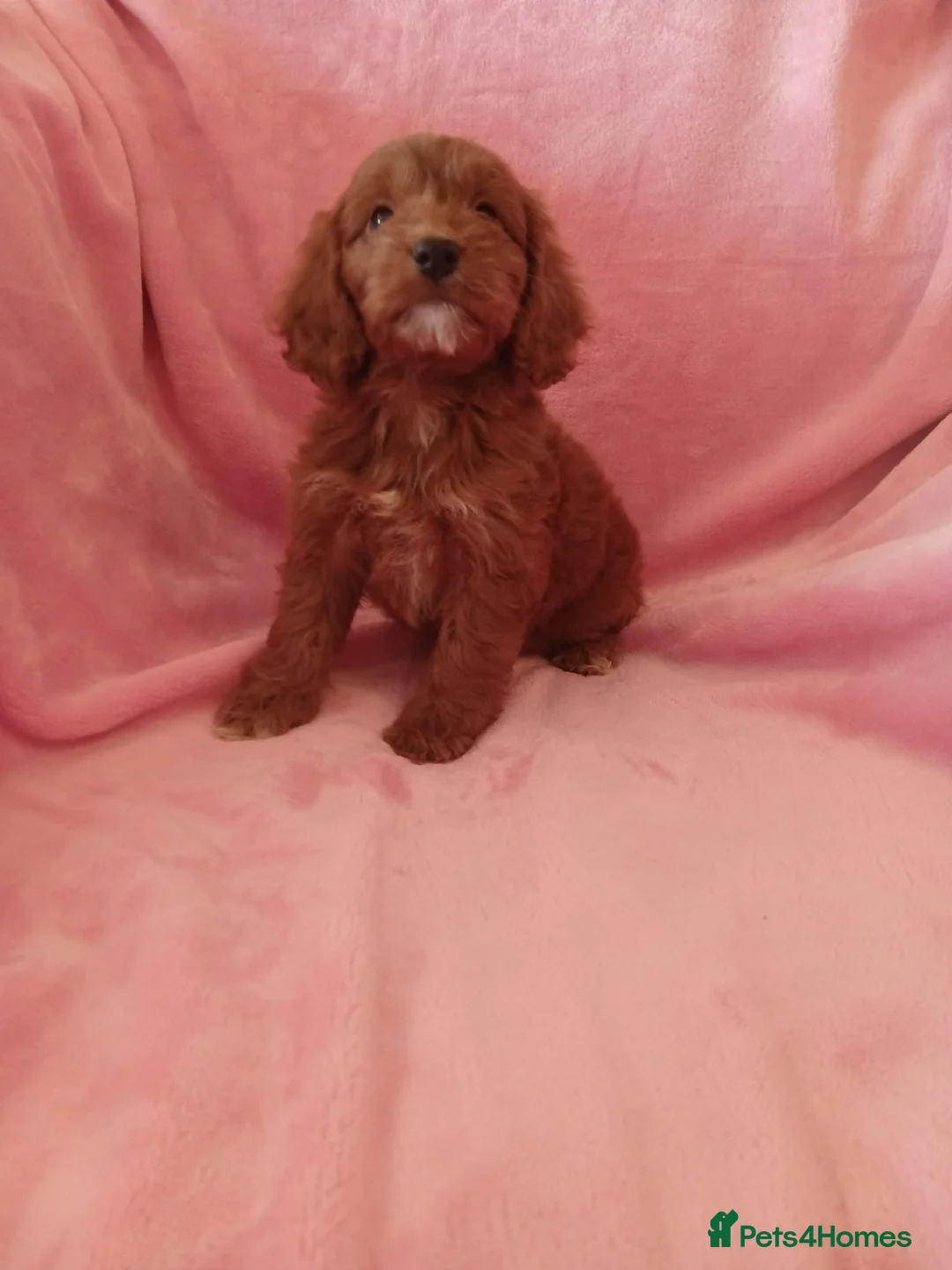 Cockapoo dogs for sale: Cockapoo  - Advert 1