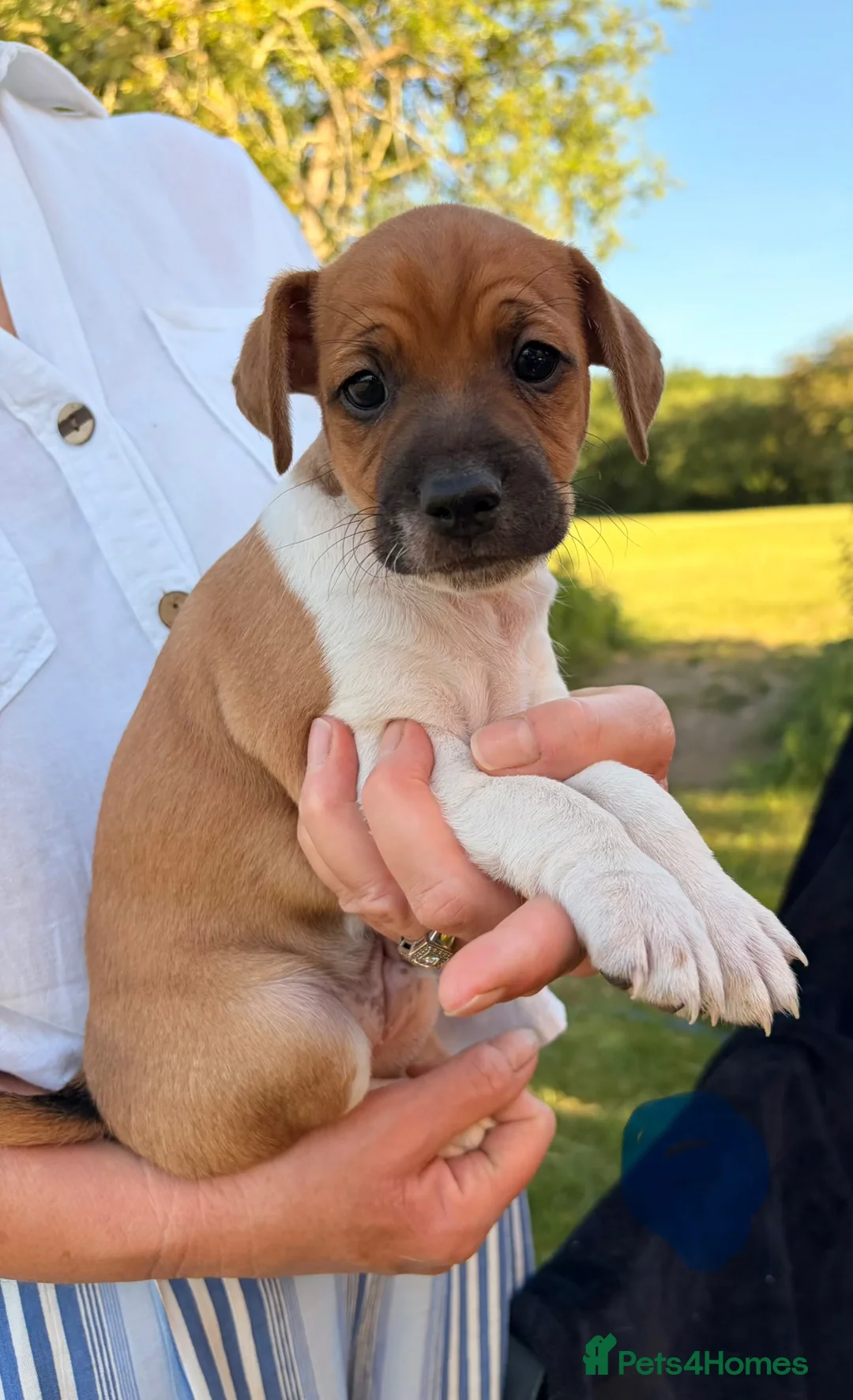 Plummer Terrier dogs for sale: Plummer terrier pups for sale - Advert 7