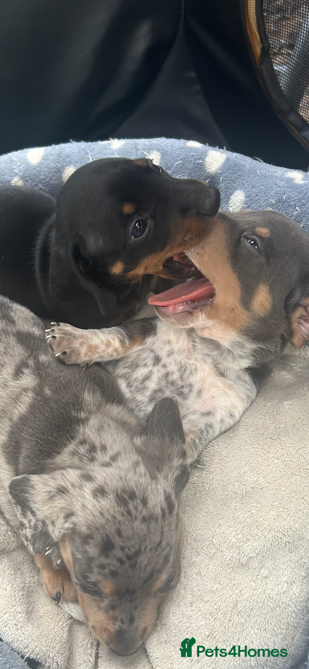 Miniature Dachshund dogs for sale: Stunning rare Miniature Dachshunds - Image 6