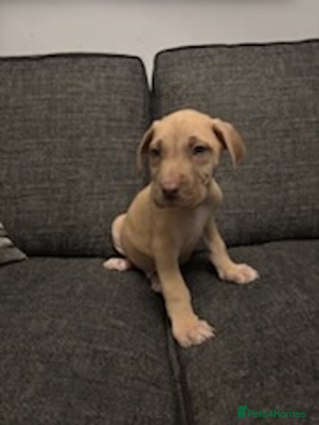 Mixed Breed dogs for sale: Mastiff x Great Dane  - Advert 9