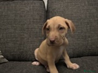 Mixed Breed dogs Mastiff x Great Dane - Advert 1