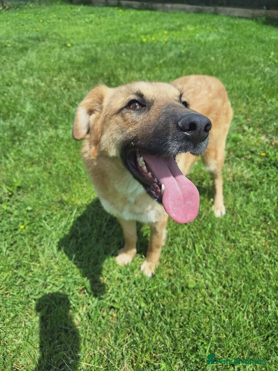 Mixed Breed dogs for adoption: Ruby for adoption!  in Brackley - Advert 2