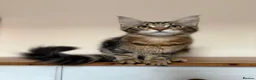 Maine Coon cats for sale: Maine Coons Kittens Ready to leave  in Salford - Advert 5