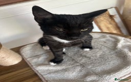Mixed Breed cats for sale: 2 lovely brothers - Image 2