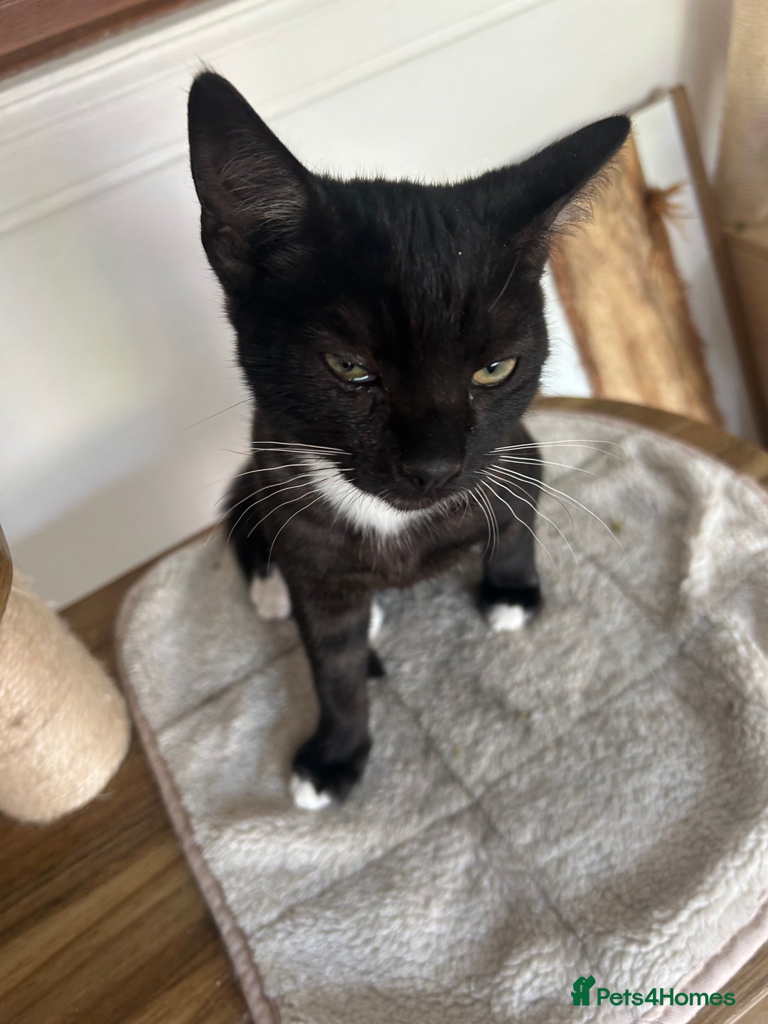 Mixed Breed cats for sale: 2 lovely brothers - Image 2