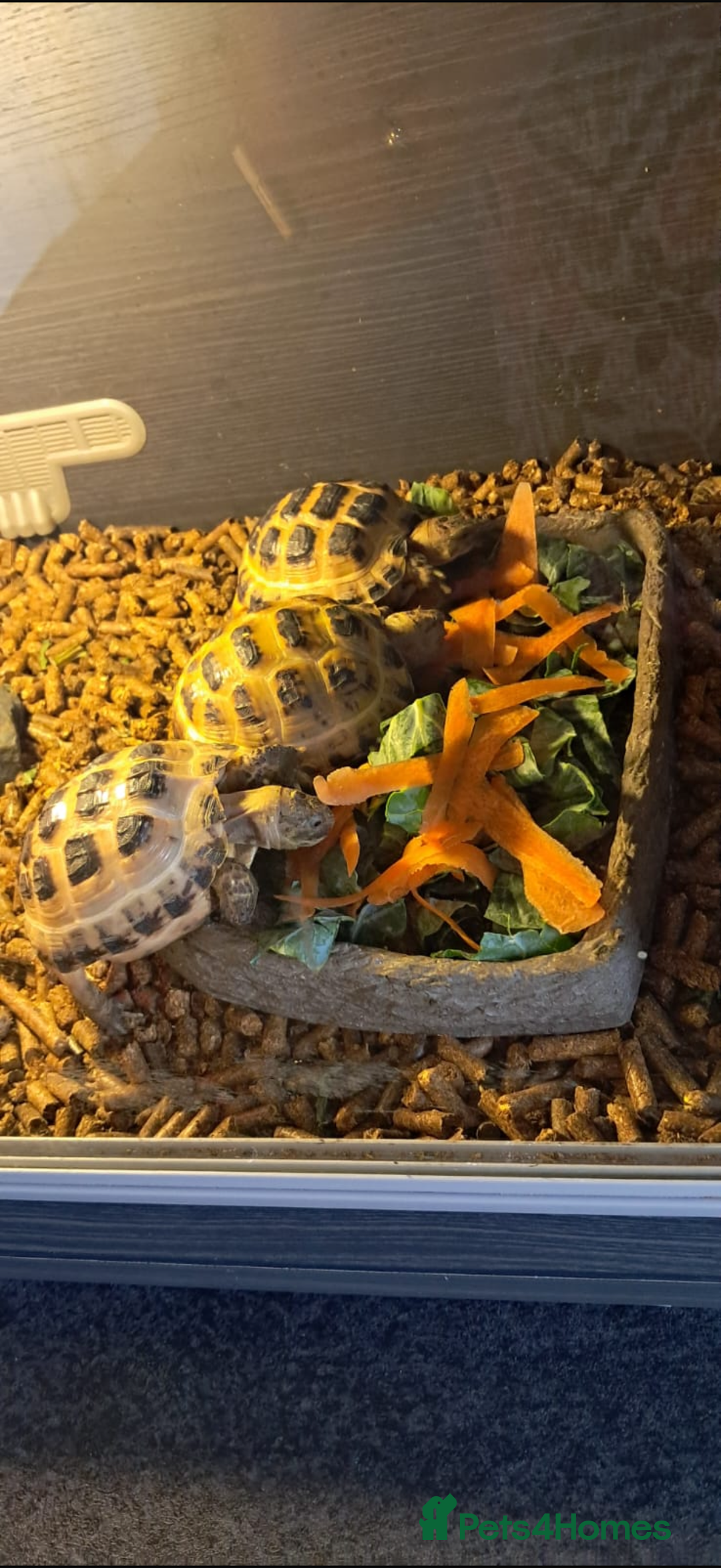 Tortoise reptiles for sale: Four Horsefield Tortoises  - Image 8