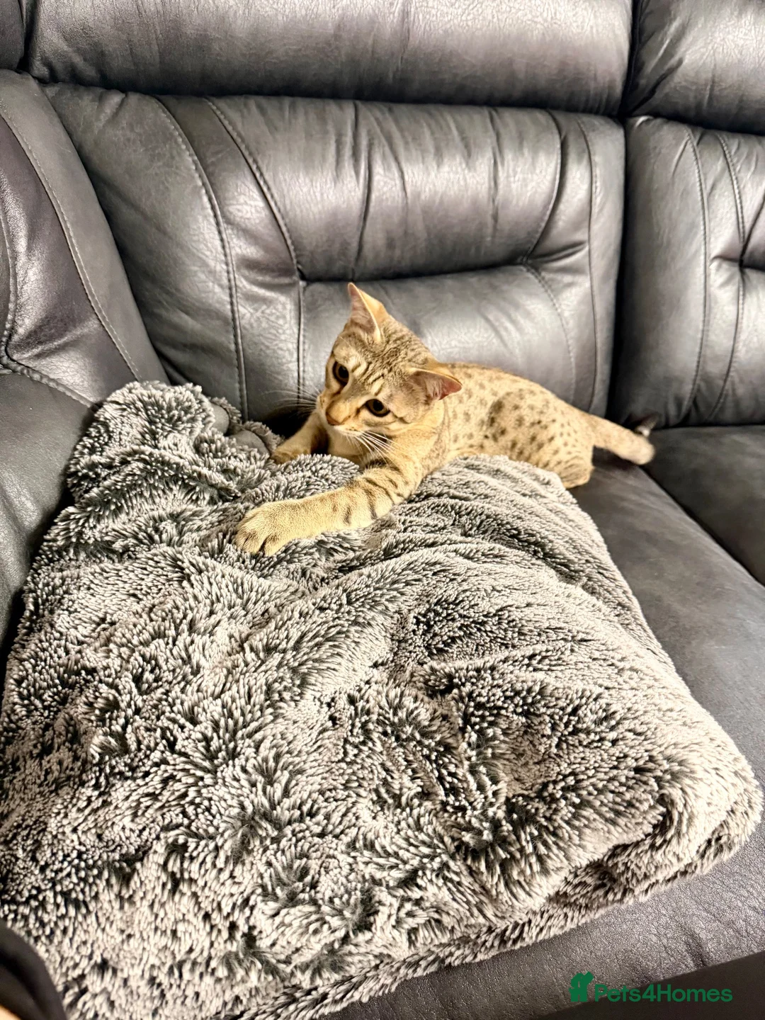 Savannah cats for sale: Special F2 Savannah Girl Seeking Forever Love ❤ - Advert 19