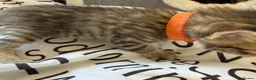 Bengal cats for sale: 🐾 Beautiful Bengal x Maine Coon Kittens 🐾 - Advert 29