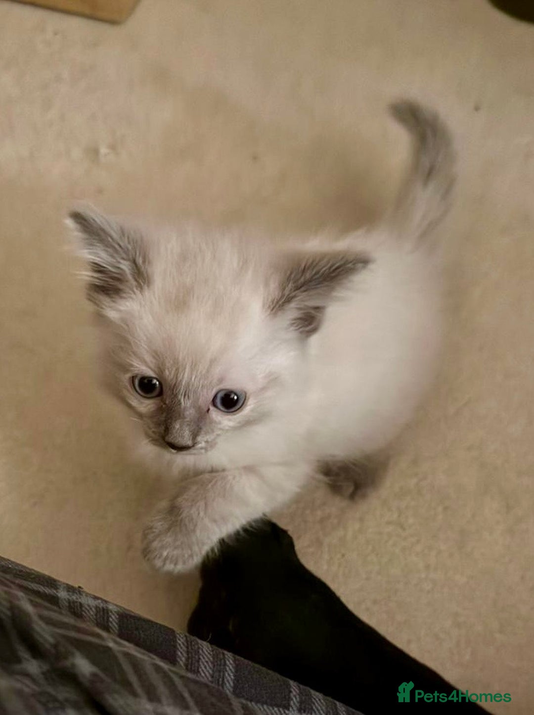 Ragdoll cats for sale: Exquisite Ragdoll Kittens Available - Advert 13