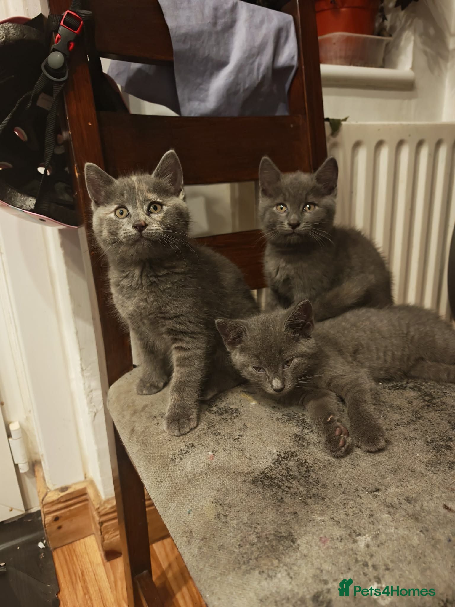 British Shorthair cats for sale: Only 3 kittens are left looking for a new home. - Advert 2