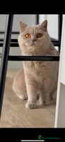 British Shorthair cats - Advert 15