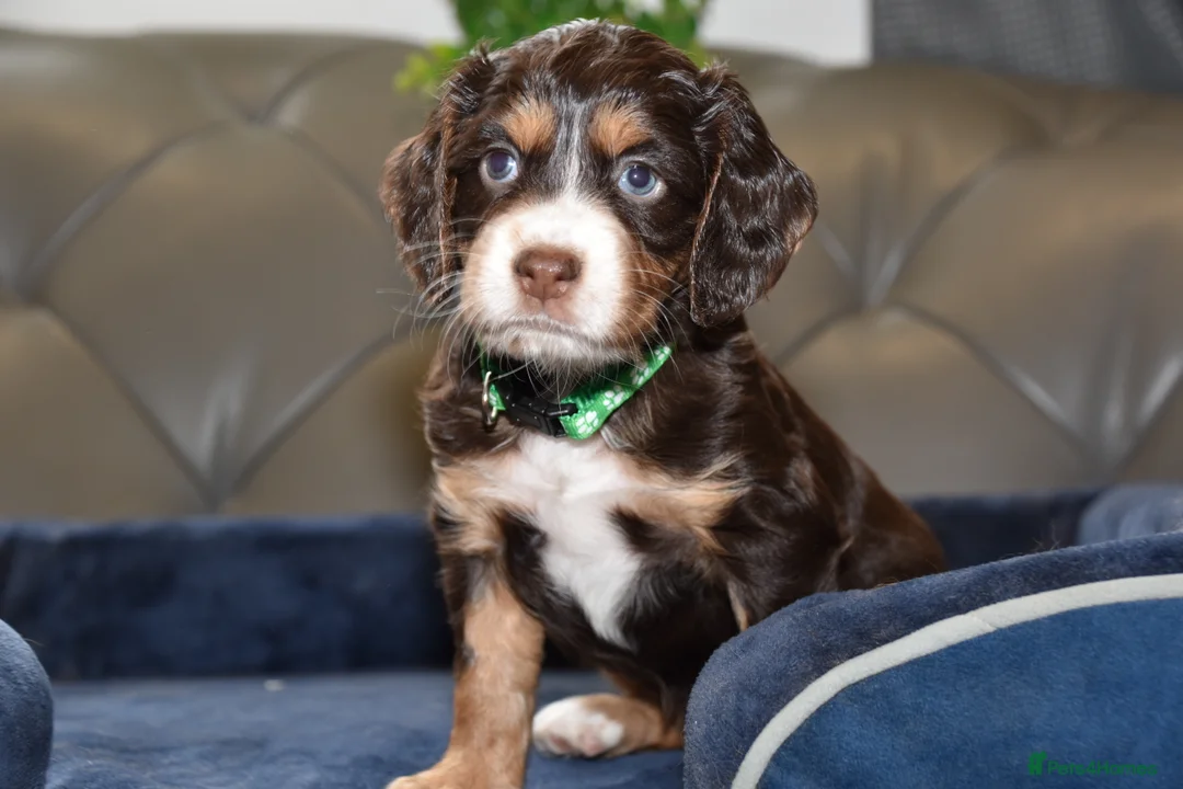 Cocker Spaniel dogs for sale: Kc Reg  Cocker Spaniel Puppies Health Tested - Advert 18