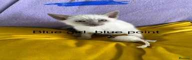 Siamese Kitten 4