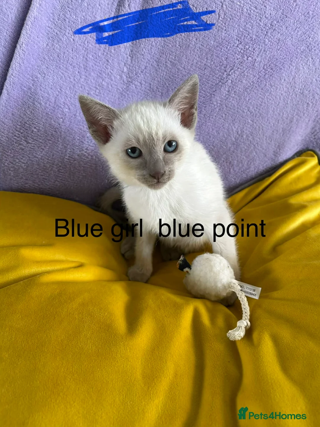 Siamese cats for sale: Siamese kittens traditional  ready now  in Mansfield - Advert 2