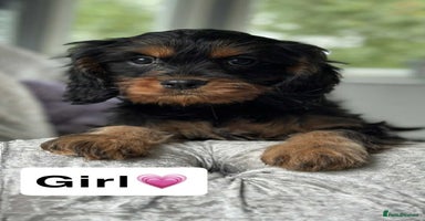 Cavapoo dogs - Advert 4