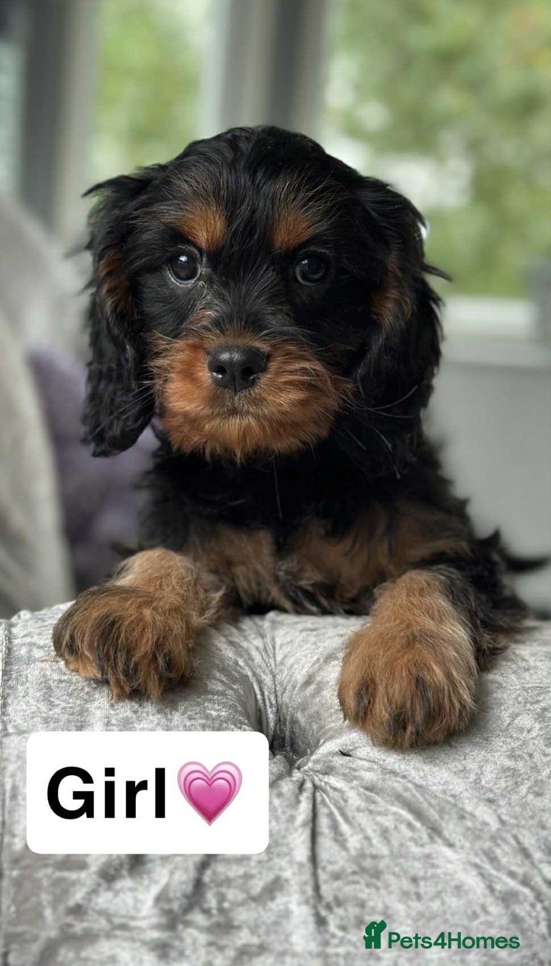 Cavapoo dogs for sale: Stunning dna clear Cavapoo’s  - Image 3