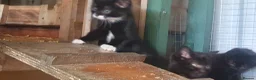 Mixed Breed cats for sale: Lovely kittens - Advert 2