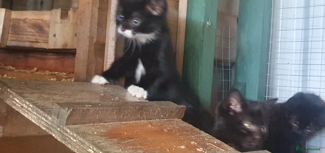 Mixed Breed cats for sale: Lovely kittens - Advert 2