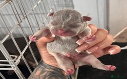 French Bulldog dogs for sale: 🐶🥰FRENCHIE PUPS FOR SALE😍🐶 - Image 4