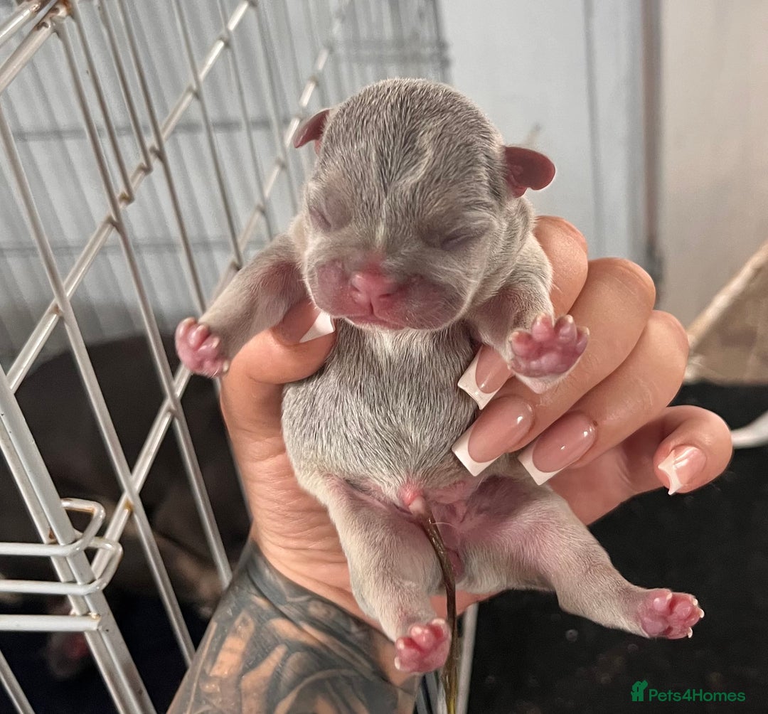 French Bulldog dogs for sale: 🐶🥰FRENCHIE PUPS FOR SALE😍🐶 - Image 4