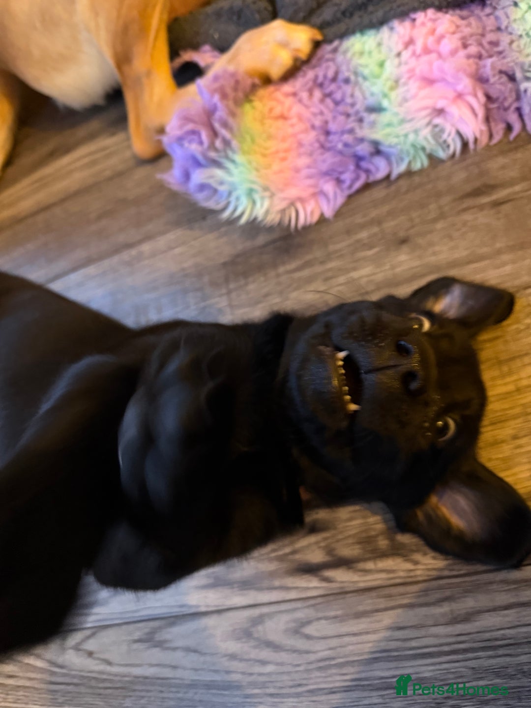 Labrador Retriever dogs for sale: (REDUCED) KC registered Labradors  - Advert 5