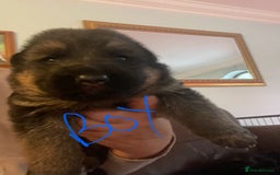 German Shepherd dogs for sale: German shepherd puppies kc registered - Image 8