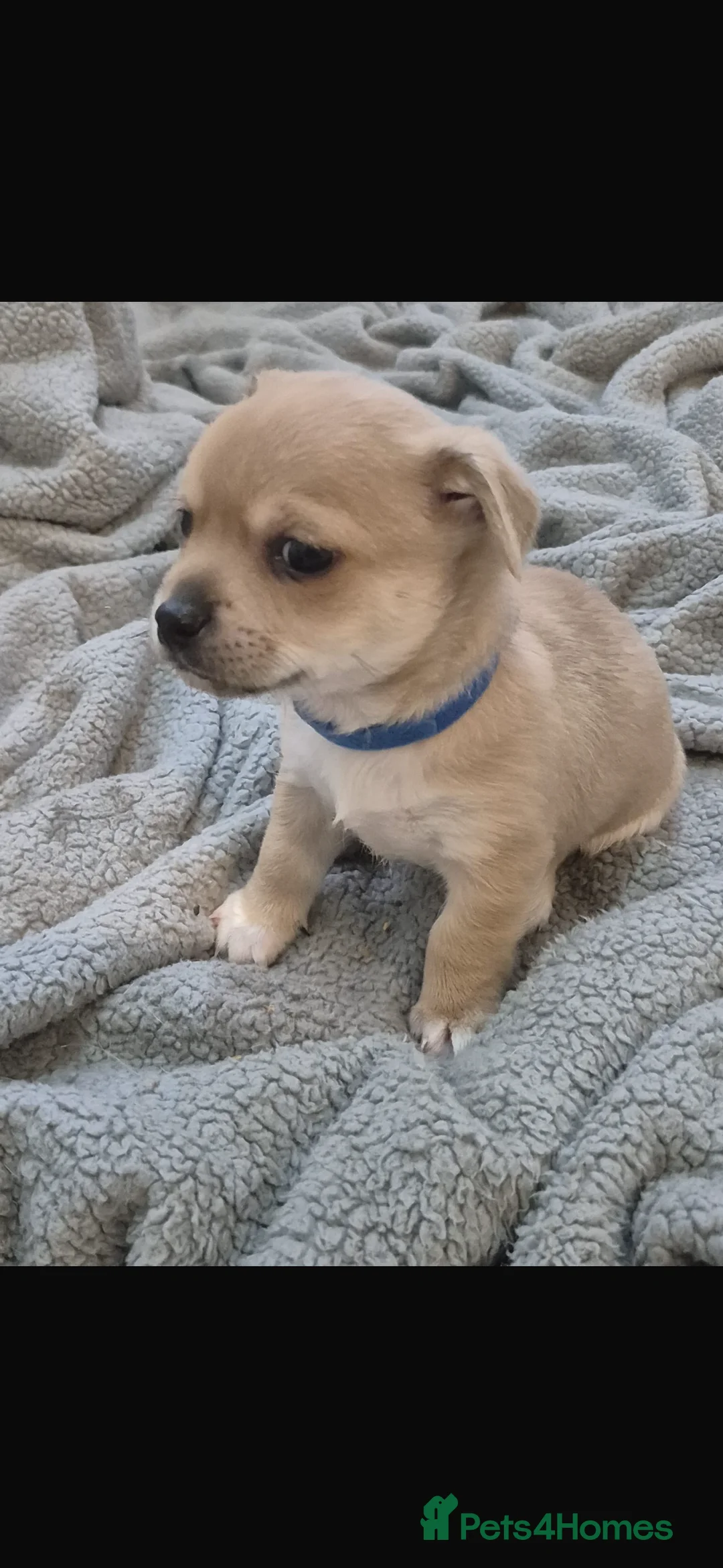Mixed Breed dogs for sale: Chihuahua boy puppy for sale  - Advert 4