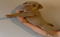 Olde English Bulldogge dogs for sale: Olde English bulldog puppies - Image 6