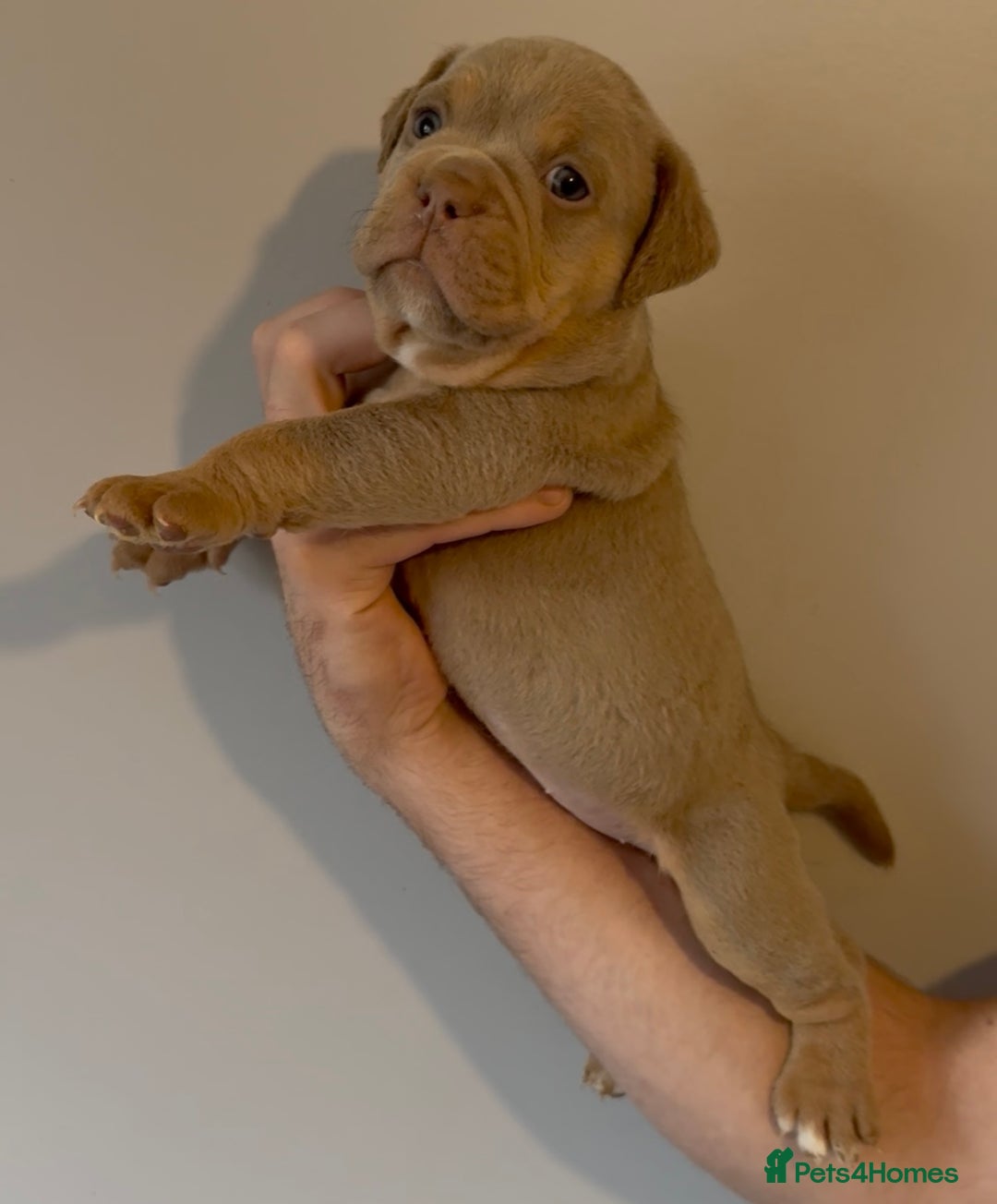 Olde English Bulldogge dogs for sale: Olde English bulldog puppies - Image 6