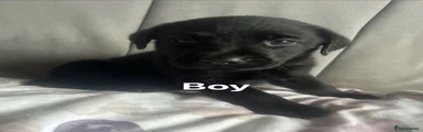 Labrador Retriever Puppy 3
