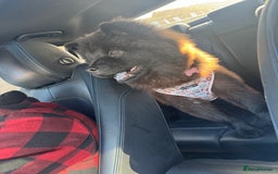 Chow Chow dogs for sale: Female Chow Kiki - Advert 17