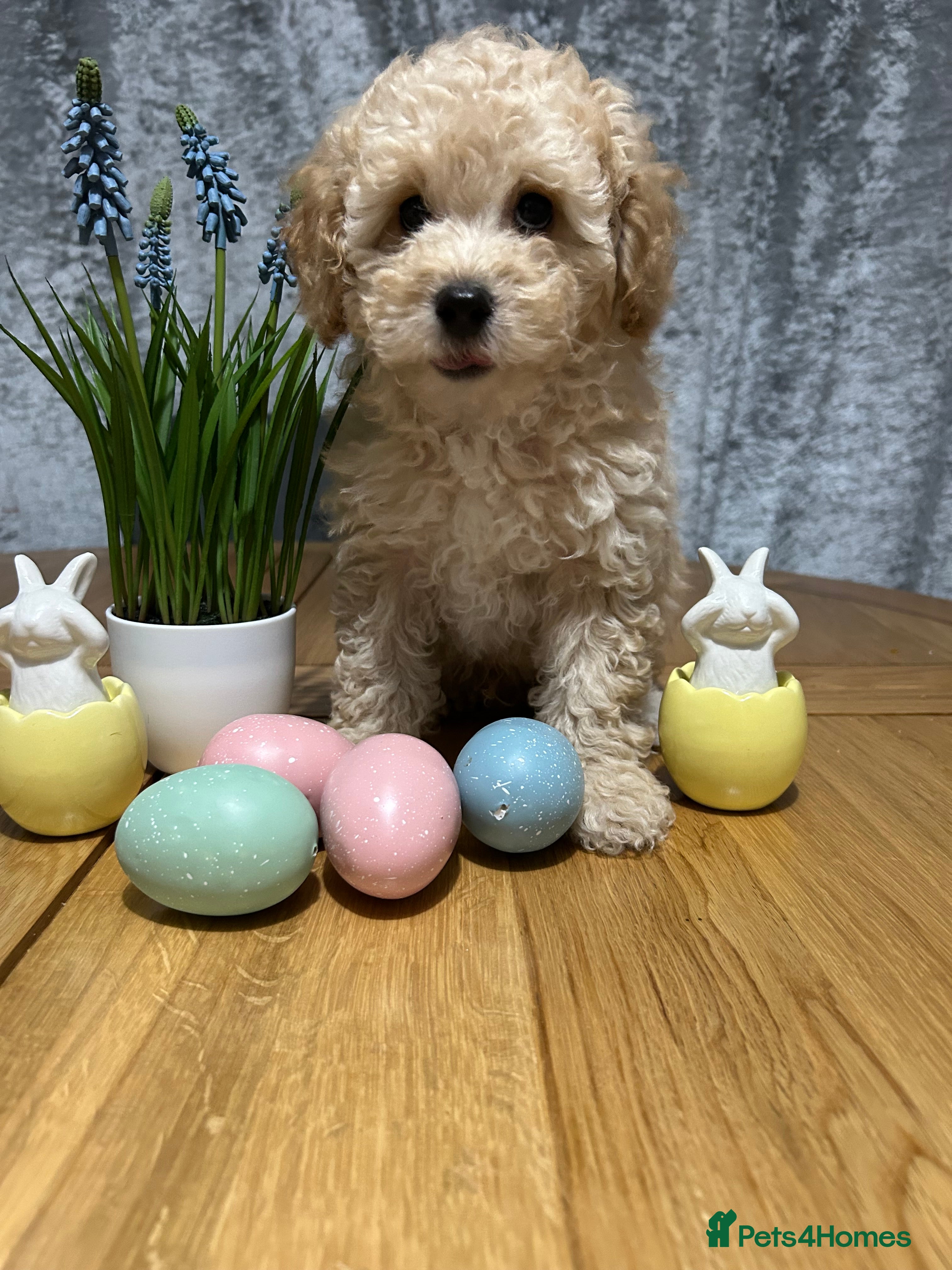 Toy Poodle dogs 🐾🐩Toy poodle puppies🐩🐾 - Advert 8