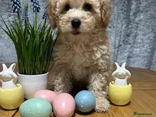 Toy Poodle dogs 🐾🐩Toy poodle puppies🐩🐾 - Advert 8