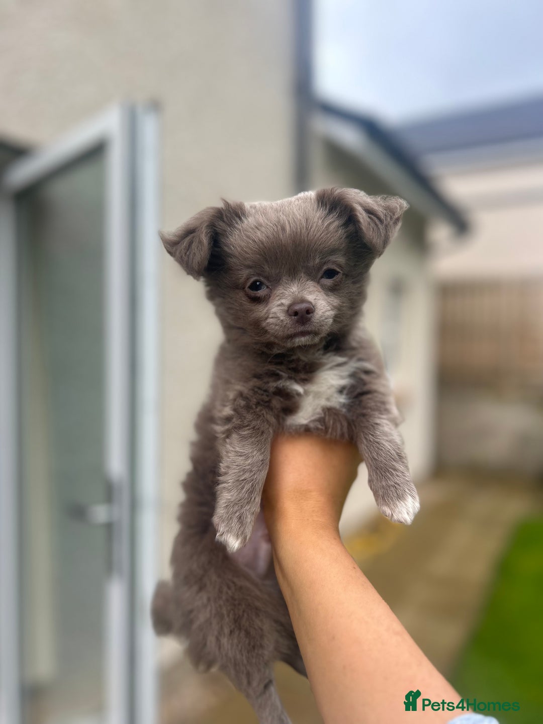 Chihuahua dogs for sale: Beautiful long coat pure breed chihuahua  - Image 20