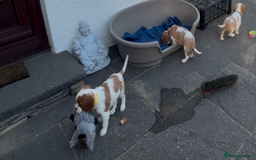 Cavalier King Charles Spaniel dogs for sale: Cavalier King Charles  - Image 13