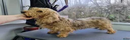Dachshund dogs for sale: 2 mature Standard Wirehaired girls in Langport - Advert 5