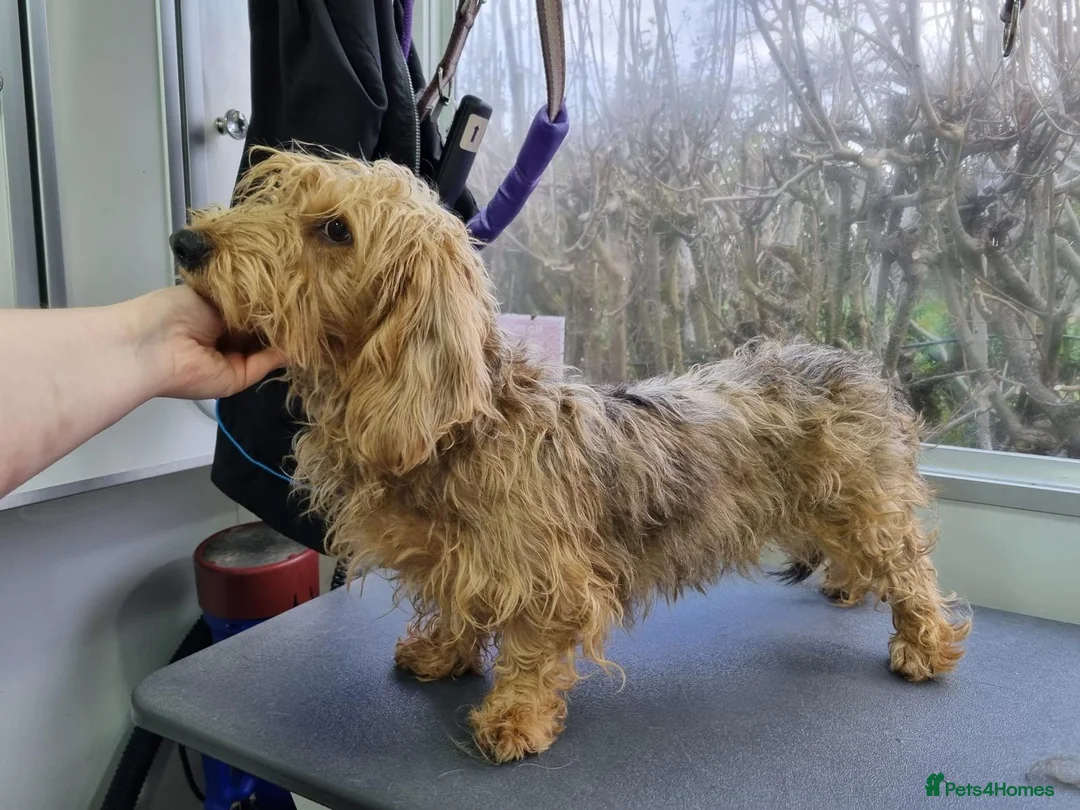 Dachshund dogs for sale: 2 mature Standard Wirehaired girls in Langport - Advert 5