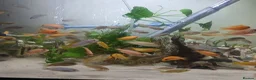 Cichlids fish for sale: African cichlids  - Advert 14