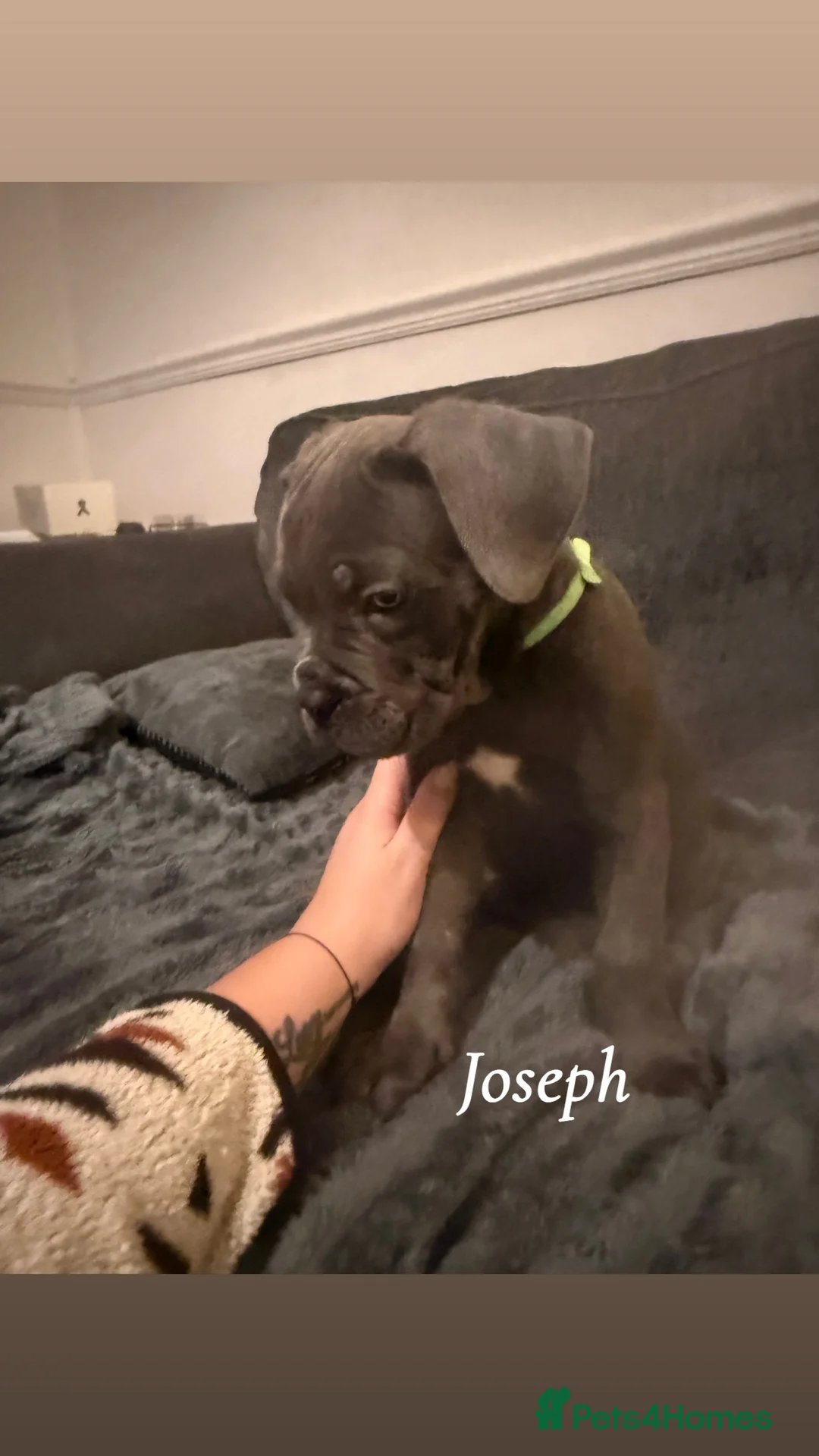 Cane Corso dogs for sale: Blue/lilac cane corsos  - Advert 23