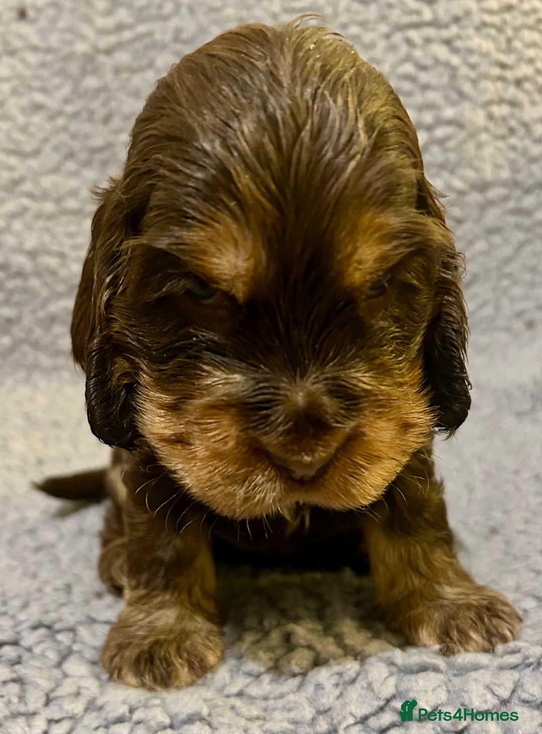 Cocker Spaniel dogs for sale: Beautiful KC English Show Cocker pups. - Advert 9