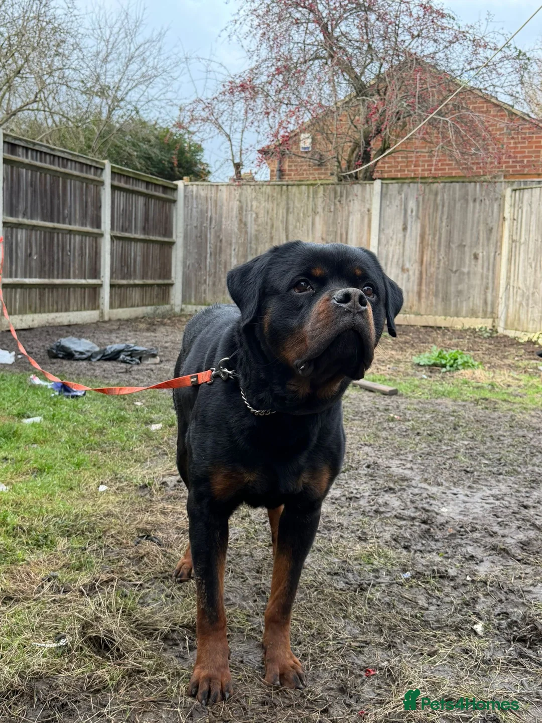 Pomeranian dogs for sale: Rottweiler Male 1year + Working Dog - Advert 1