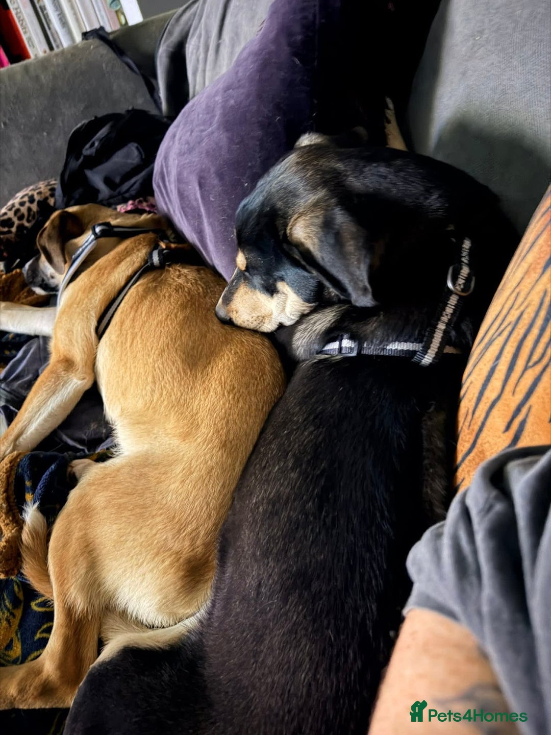 Mixed Breed dogs for adoption: Grinch 💕 - Advert 4