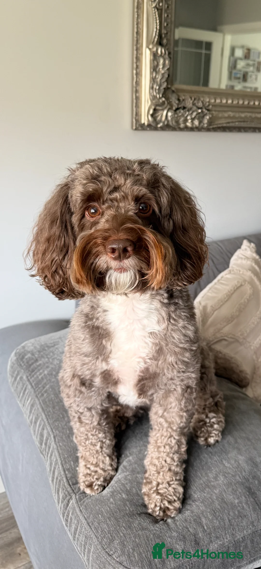 Cockapoo dogs for stud: Stud - Theo  - Advert 2