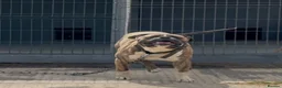 American Bulldog dogs for stud: Stud Bruno  - Advert 4