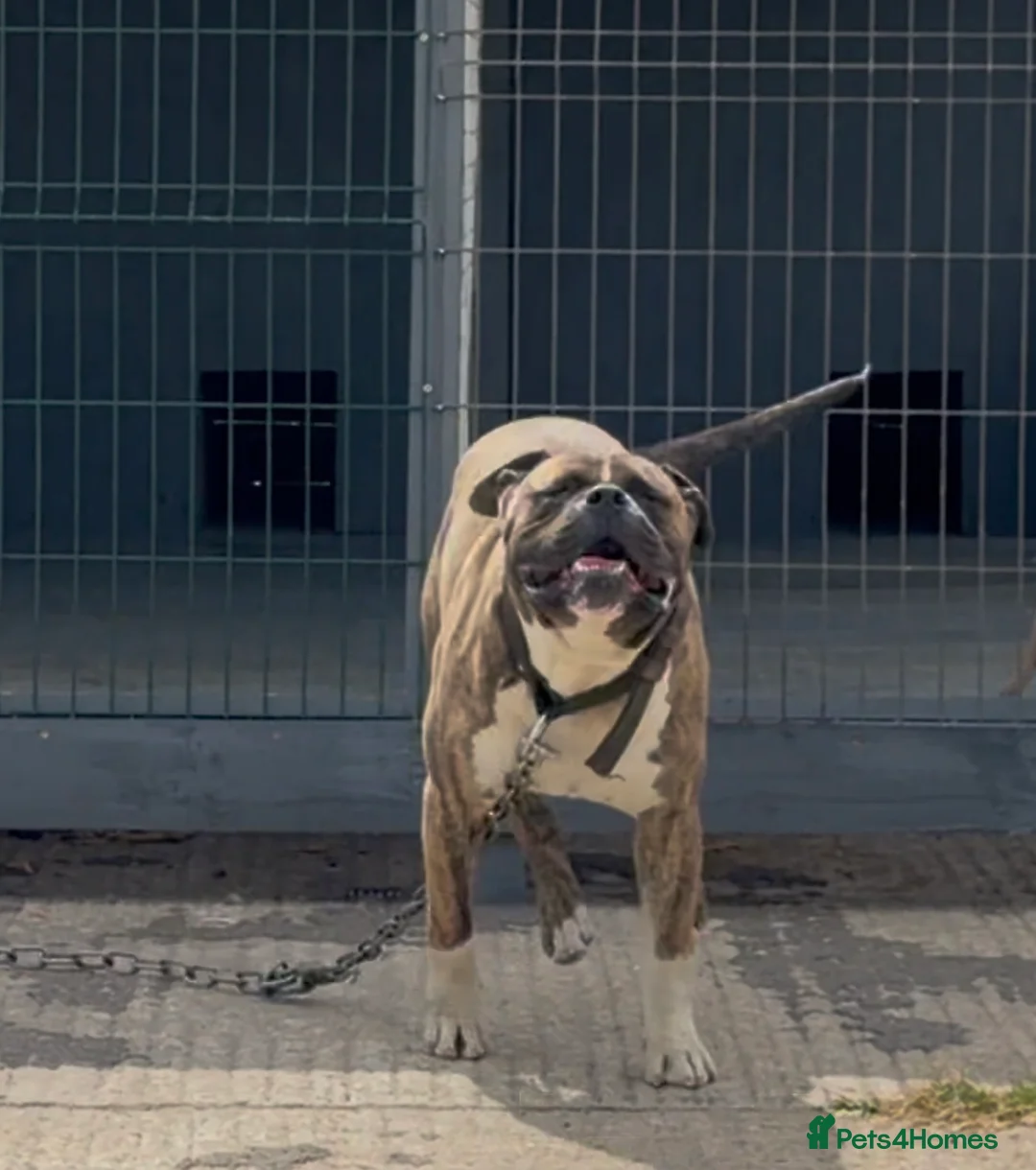 American Bulldog dogs for stud: Stud Bruno  - Advert 4