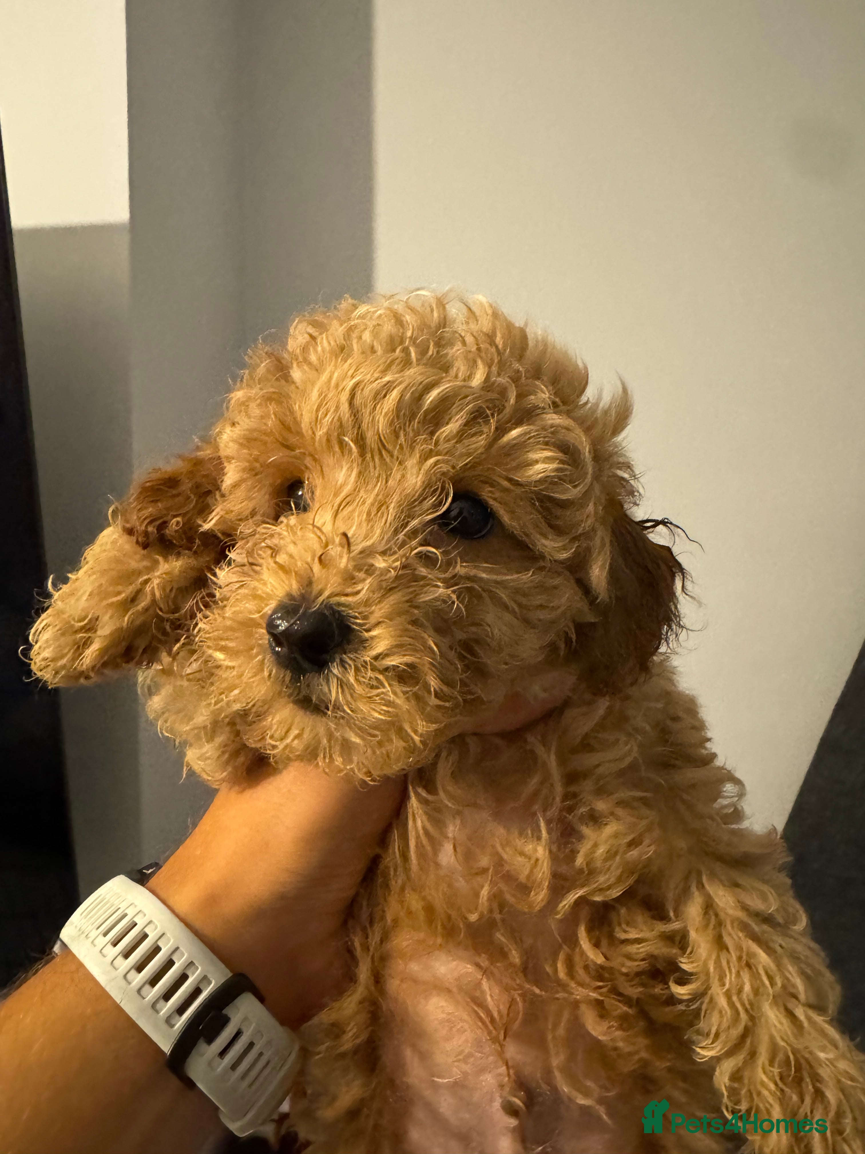 Toy Poodle dogs Gorgeous Ginger ToyPoodle Puppies –2 Boys & 1 Girl - Advert 2