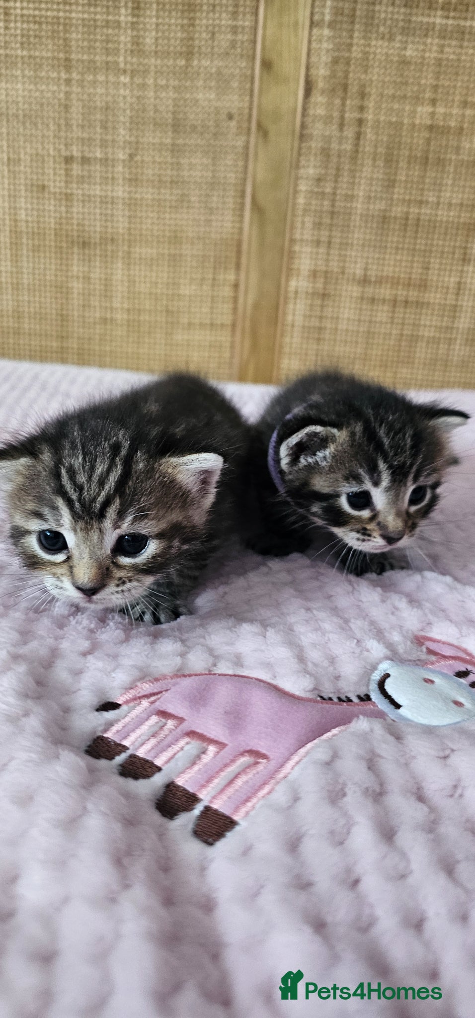 Mixed Breed cats for sale: Beautiful Bengal Mix Kittens - Advert 5