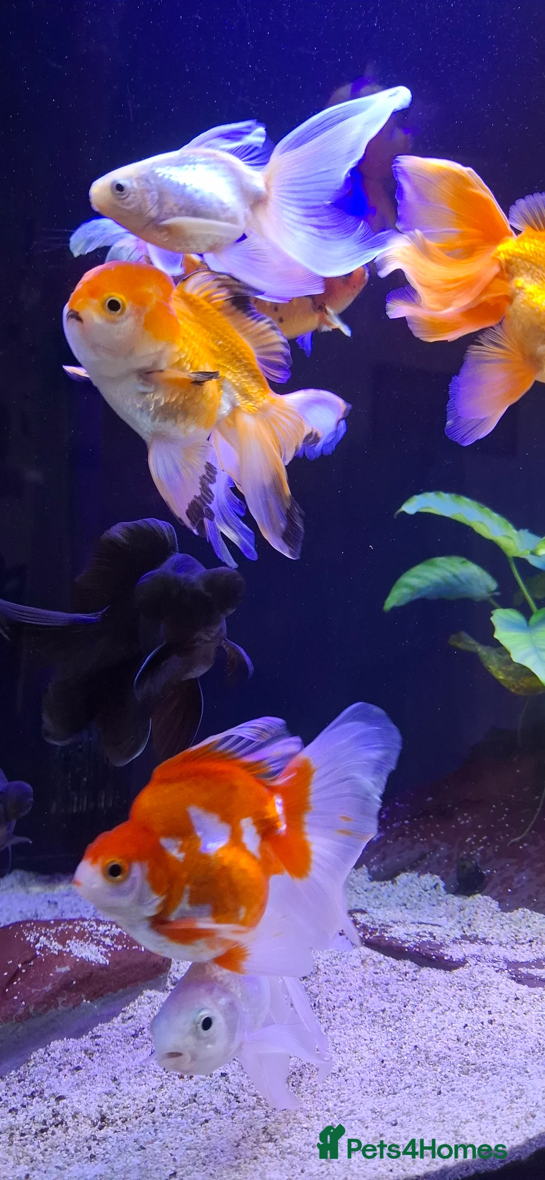 Goldfish fish for sale: Goldfish fancy oranda moor - Advert 12